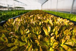 plants in rows