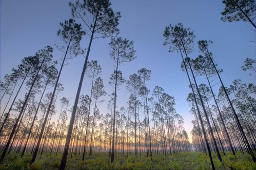 pretty trees